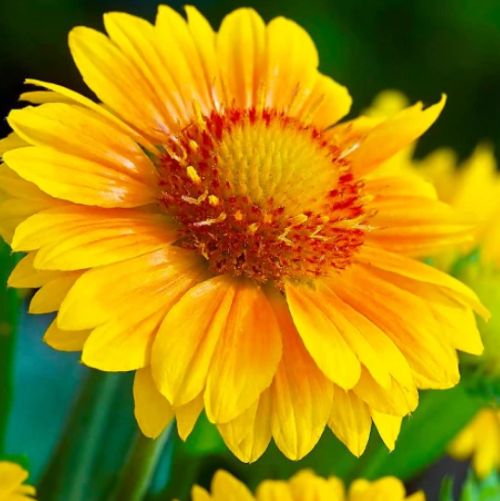 Гайлардія Apricot (Епрікот)